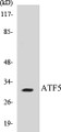 Western blot analysis of extracts from Jurkat cells, using ATF5 Antibody. 