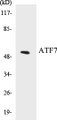 Western blot analysis of extracts from HeLa/HuvEc cells, using ATF7 Antibody. 