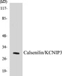 Western blot analysis of extracts from MCF-7/Jurkat/A549 cells, using Calsenilin/KCNIP3 (Ab-63) Antibody. 