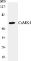 Western blot analysis of extracts from K562 cells, treated with H2O2 100uM 30', using CaMK4 (Ab-196/200) Antibody. 