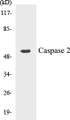 Western blot analysis of extracts from K562, using Caspase 2 (Ab-157) Antibody. 
