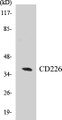 Western blot analysis of extracts from COS7/K562 cells, treated with PMA 125ng/ml 30' , using CD226/DNAM-1 (Ab-329) Antibody. 