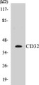Western blot analysis of extracts from 293/HepG2/HeLa cells, treated with PMA 125ng/ml 30', using CD32 (Ab-292) Antibody. 