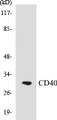 Western blot analysis of extracts from COS7 cells, using CD40 Antibody. 