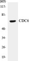 Western blot analysis of extracts from HT-29 cells, using CDC6 (Ab-54) Antibody. 