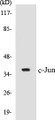 Western blot analysis of extracts from HeLa/293/3T3 cells, using c-Jun (Ab-170) Antibody. 