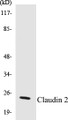 Western blot analysis of extracts from NIH-3T3 cells, using Claudin 2 Antibody. 