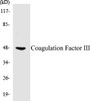 Western blot analysis of the lysates from HT-29 cells using Coagulation Factor III antibody.