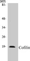 Western blot analysis of extracts from COLO205/293 cells, using Cofilin (Ab-3) Antibody. 