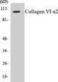 Western blot analysis of extracts from K562/A549/HT-29/COS7 cells, using Collagen VI alpha2 Antibody. 