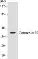 Western blot analysis of extracts from A549 cells, using Connexin 43 Antibody. 