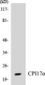 Western blot analysis of extracts from HT-29 cells, using CPI17 alpha (Ab-38) Antibody. 
