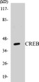 Western blot analysis of extracts from HeLa cells, treated with Insulin 0.01U/ml 15', using CREB (Ab-121) Antibody. 