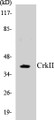 Western blot analysis of extracts from COS7 cells, using CrkII (Ab-221) Antibody. 
