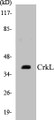 Western blot analysis of extracts from 293 cells, using CrkL (Ab-207) Antibody. 