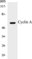 Western blot analysis of extracts from COS7 cells, using Cyclin A Antibody. 