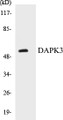 Western blot analysis of extracts from HuvEc cells, using DAPK3 (Ab-265) Antibody. 