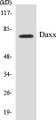 Western blot analysis of extracts from COS7 cells, treated with Serum 10% 30', using Daxx (Ab-668) Antibody. 