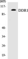 Western blot analysis of the lysates from HepG2 cells using DDR1 antibody.