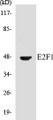 Western blot analysis of extracts from HeLa cells, treated with Etoposide 25uM 24h, using E2F1 (Ab-433) Antibody. 