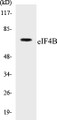 Western blot analysis of extracts from HepG2/HuvEc cells, using eIF4B (Ab-422) Antibody. 