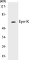 Western blot analysis of extracts from COS7 cells, treated with EPO 20U/ml 15', using Epo-R (Ab-368) Antibody. 