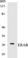 Western blot analysis of extracts from LOVO cells, using ERAB Antibody. 