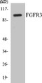 Western blot analysis of extracts from LOVO cells, using FGFR3 Antibody. 