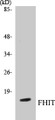 Western blot analysis of extracts from A549 cells, using FHIT Antibody. 