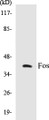 Western blot analysis of extracts from RAW264.7 cells, using FOS (Ab-32) Antibody. 