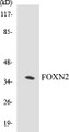 Western blot analysis of the lysates from K562 cells using FOXN2 antibody.