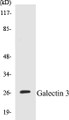 Western blot analysis of extracts from HeLa cells, using Galectin 3 Antibody. 