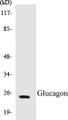 Western blot analysis of extracts from COS7 cells, using Glucagon Antibody. 