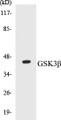 Western blot analysis of extracts from 293/COLO205/HT29 cells, using GSK3 beta (Ab-9) Antibody.