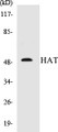 Western blot analysis of extracts from K562 cells, using HAT Antibody. 