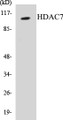 Western blot analysis of extracts from HuvEc cells, using HDAC7 Antibody. 