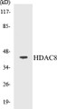Western blot analysis of extracts from NIH-3T3/HeLa/Jurkat cells, , using HDAC8 (Ab-39) Antibody. 