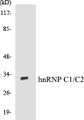 Western blot analysis of the lysates from HT-29 cells using hnRNP C1/C2 antibody.