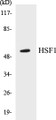 Western blot analysis of extracts from Jurkat cells, using HSF1 (Ab-121) Antibody. 