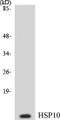 Western blot analysis of extracts from NIH-3T3 cells, using HSP10 Antibody. 