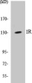 Western blot analysis of extracts from HepG2 cells, using IR (Ab-1375) Antibody. 