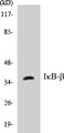 Western blot analysis of extracts from NIH-3T3 cells, treated with TNF 20ng/ml 30', using IkappaB-beta (Ab-19) Antibody. 