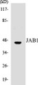 Western blot analysis of extracts from LOVO cells, using JAB1 Antibody. 