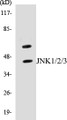 Western blot analysis of extracts from 293 cells, treated with UV 5', using JNK1/2/3 (Ab-183/185) Antibody. 