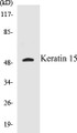 Western blot analysis of extracts from COS7 cells, using Keratin 15 Antibody. 