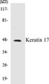 Western blot analysis of extracts from HuvEc cells, using Keratin 17 Antibody. 