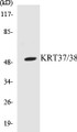 Western blot analysis of the lysates from HepG2 cells using KRT37/38 antibody.