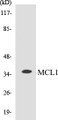 Western blot analysis of extracts from COS7 cells, using MCL1 (Ab-159) Antibody. 