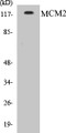 Western blot analysis of extracts from 293 cells, using MCM2 Antibody. 