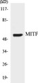 Western blot analysis of extracts from HepG2 cells, using MITF (Ab-180/73) Antibody. 